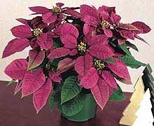 Plum Poinsettia a change from the usual red poinsettia popular as the christmas plant